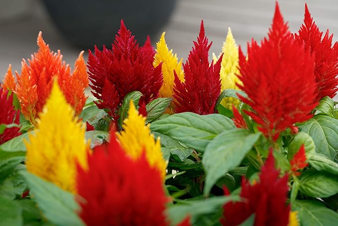 Seeds Plumed Cockscomb Mix/Celosia/Includes Variety Crested West Indian Toreador/Annual Flowers