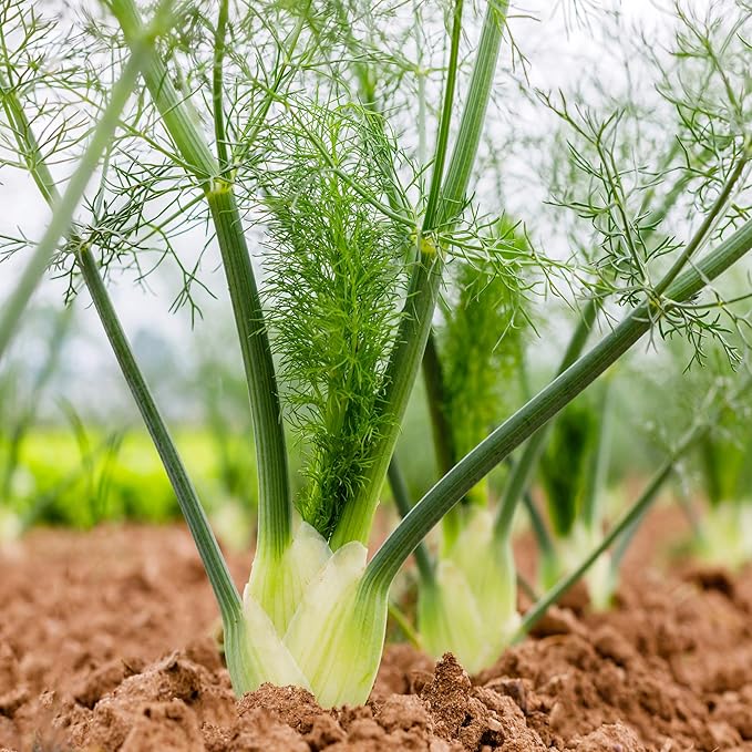 Outsidepride Florence Fennel Seeds - 1 lb. Annual, Pollinator Friendly & Easy to Grow, Herb Seeds for Planting Aromatic & Sweet Yellow Blooms for Versatile Uses & Culinary Creations