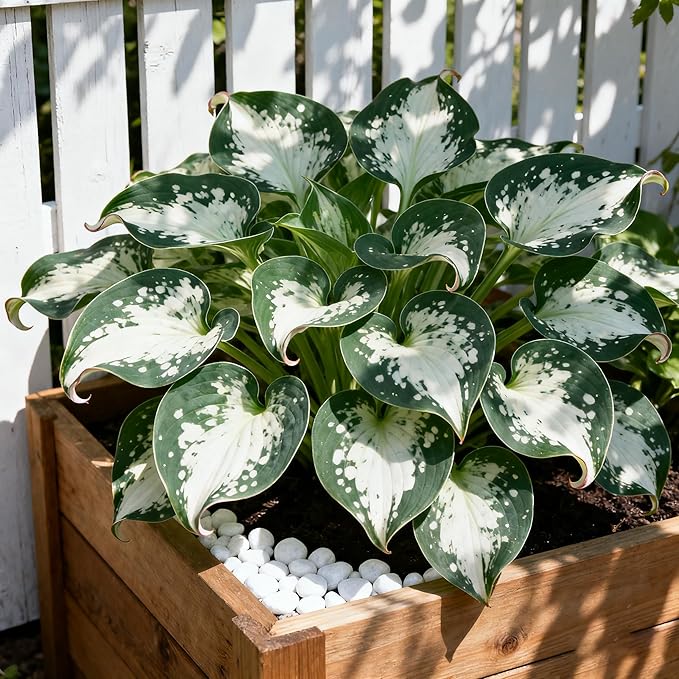 200+ Hosta Seeds for Planting, Perennial Hosta Seed, Attract Pollinators, Non-GMO Beautiful Hosta Seeds for Bonsai Decoration, Home Garden