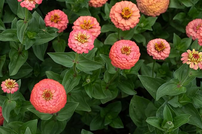 Plant Good Seed Organic Oklahoma Salmon Zinnia Seeds for Planting: Medium Double/Semidouble Flowers, Pink Orange Blossoms - 100 Seed Packet