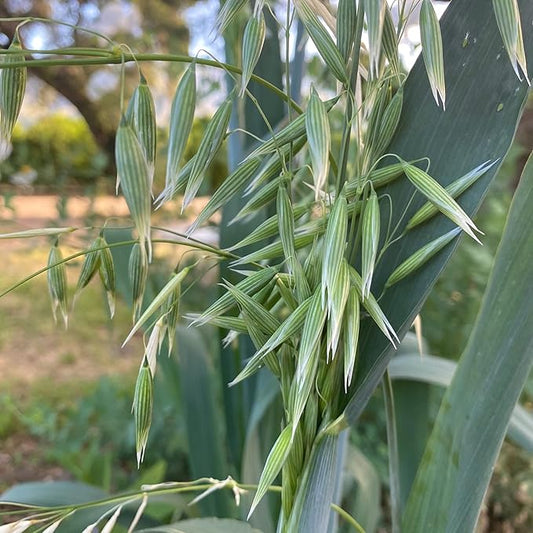 Plant Good Seed Organic Common Oat Seeds for Planting: Cover Crop, Whole Hull Grains - 275 Seed Packet