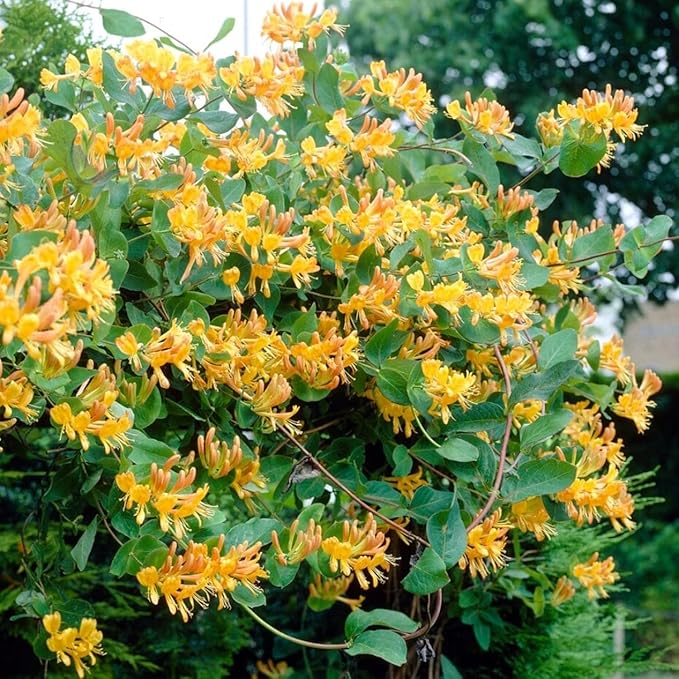 200 Honeysuckle Seeds - Non-GMO Heirloom, Fragrant Climbing Perennial Vine, Pollinator Friendly for Indoor & Outdoor Garden Planting