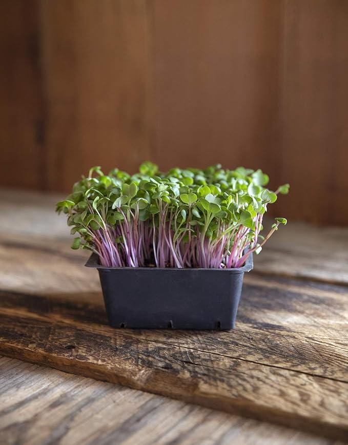 Heirloom Sprouting & Microgreen Seed Variety Pack | Contains Waltham 29 Broccoli Sprouting Seeds, Rainbow Radish Sprouting Seeds Mix & Superfood Microgreen Mix | Non-GMO | Rainbow Heirloom Seed Co.