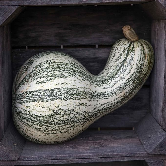 Eden Brothers Pumpkin Seeds - Cushaw Green-Striped Non-GMO Seeds for Planting, Packet | High-Yielding, Fast Growing Vegetable Seeds, Plant During Warm Season, Zones 3, 4, 5, 6, 7, 8, 9, 10