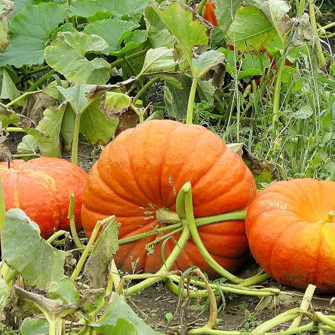 Eden Brothers Pumpkin Seeds - Cinderella Non-GMO Seeds for Planting, Packet | High-Yielding, Fast Growing Vegetable Seeds, Plant During Warm Season, Zones 3, 4, 5, 6, 7, 8, 9, 10