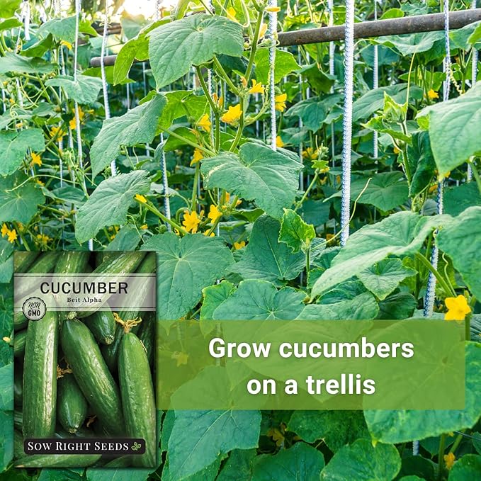 Sow Right Seeds - Beit Alpha Cucumber Seeds for Planting - Non-GMO Heirloom Packet with Instructions to Plant and Grow a Home Vegetable Garden - Start Indoors, Plant Outdoors with Trellis (4)