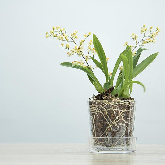 Phoenix Vine 3.5 Inch Clear Acrylic Planter Pot with Tray, Orchid Pot with Drainage Holes, Deep Saucer for Bottom Watering, Transparent Containers for Indoor Plants, Herbs, Set of 1, 91-A-D-1