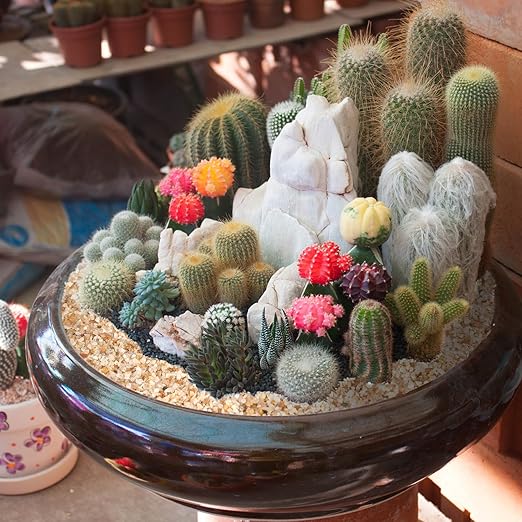1-2mm Coarse Sand for Plants, 20lbs Horticultural Sand for Succulents, Desert Silica Sand for Cactus, Vases, Aquariums, Terrarium, Fish Tank, Drainage Rocks for Potted Plants, Bamboo, Crafts