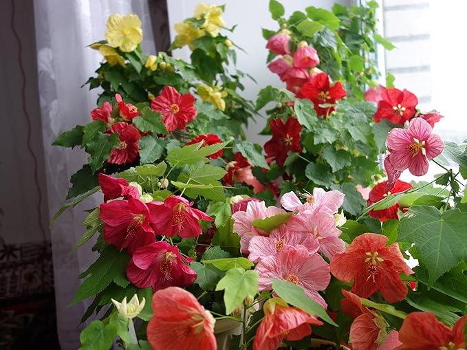 Seeds Abutilon Mix (Flowering Maple) Perennial Flowers
