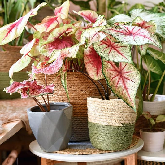 Gardenera Caladium Potting Mix - Unlock Robust Growth and Striking Leaf Color with Our High-Performance Formula - 20 Quart