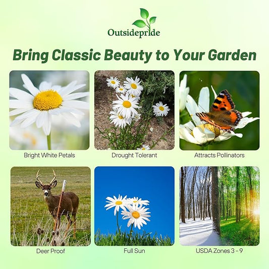 Outsidepride Shasta Daisy Chrysanthemum Seeds - 5000 Pcs. Perennial Deer Proof, Drought Tolerant, Wildflower Seeds for Pollinator Gardens, Cut Flowers & Water-Efficient, Low Maintenance Landscaping