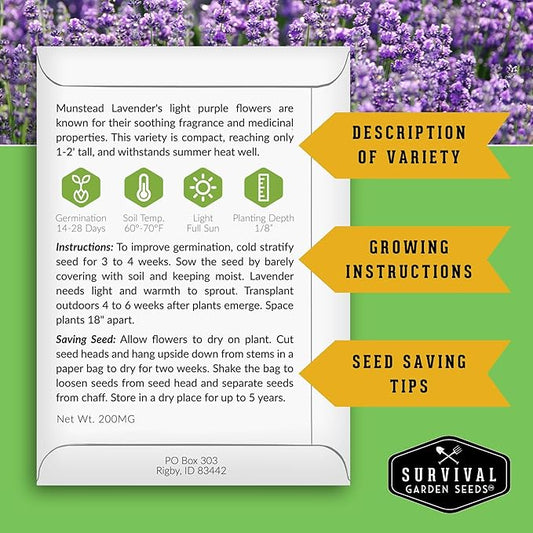 Munstead English Lavender Seeds for Planting – Compact Dwarf Hardy Perennial Herb for Indoor or Outdoor Gardens, Culinary & Fragrant Pollinator Flower - Survival Garden Seeds (2 Packs)