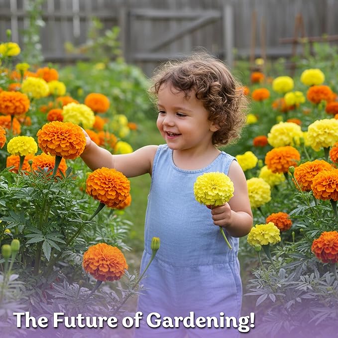 KVITER 500 Cracker Jack Marigold Seeds (Tagetes Erecta) - African Marigold, Giant Bloom, Non GMO Heirloom Seed - Annual Flower Seeds in Seed Packets, Ideal for Outdoor Garden, Patios and Borders