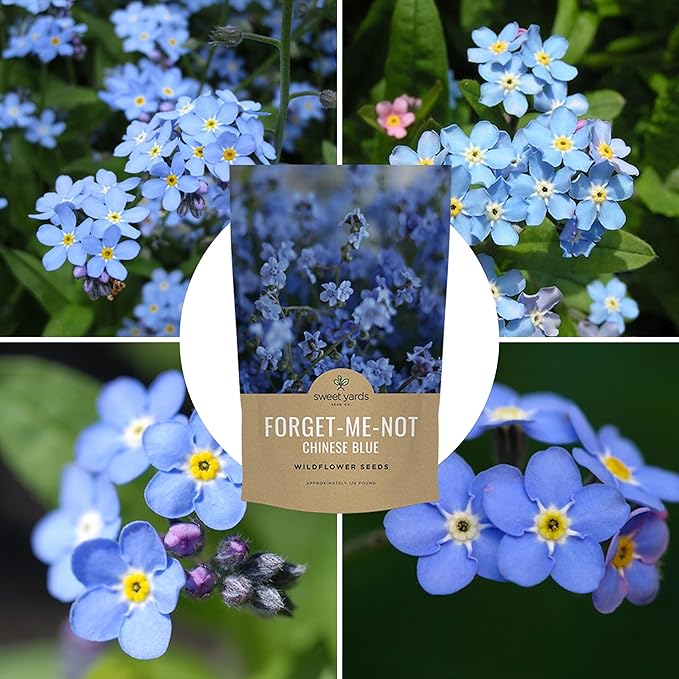 Chinese Forget Me Not Wildflower Seeds - Bulk 1/4 Pound Bag - Over 22,000 Open Pollinated Seeds - Blue Cynoglossum amabile