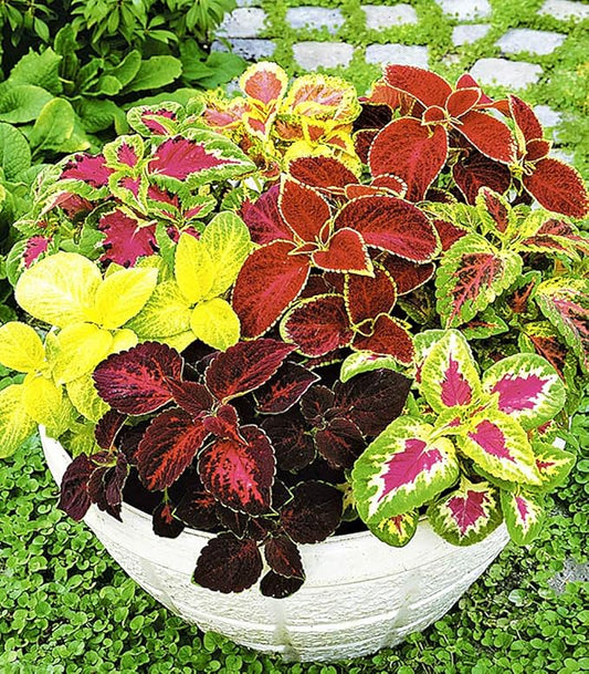 Seeds Coleus Exotic Mix/Perennial Flowers