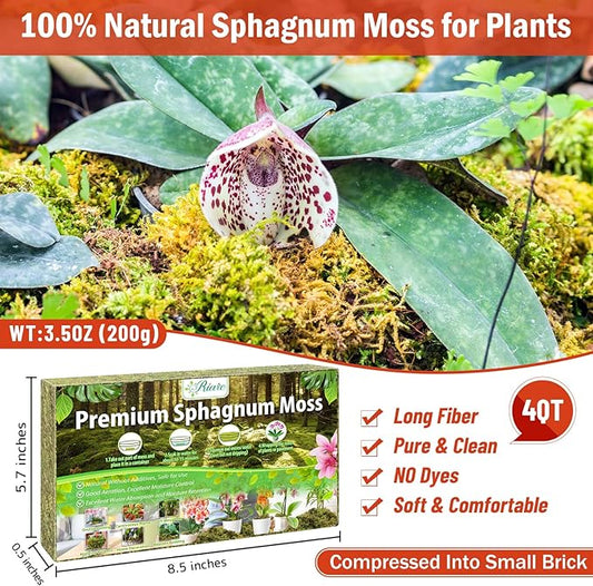 Riare 3.5OZ Premium Sphagnum Moss for Plants- 4QT Natural Dried Plant Moss for Potted Plants, Orchid Moss for Repotting, Soft Green Decorative Moss for Succulents, Reptiles & DIY Crafts