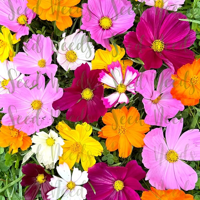 Seed Needs Flower Seeds Cosmos Crazy Blend No Filler 10+ Varieties | Cosmo Bipinnatus Open Pollinated Untreated | Resealable Packaging Keeps Seeds Fresh | Cosmos Flowering Seed Mix (10 Bulk Packs)