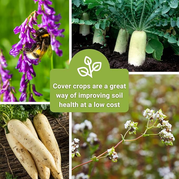 Sow Right Seeds - Cover Crop Collection for Planting - Annual Buckwheat, Hairy Vetch and Radish Daikon Driller Seed - Suppresses Weeds, Improves Soil - Non-GMO Heirloom Packet to Grow - Great Gift