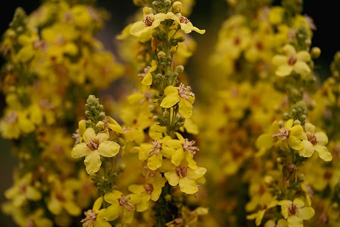 Plant Good Seed Organic Dense Flowered Mullein Seeds - Pack of 250, Heirloom Seeds for Planting Herbs, Flowers - Gardening Supplies, Wildflower, Herb Garden, Flower Seeds to Plant Outside - from USA