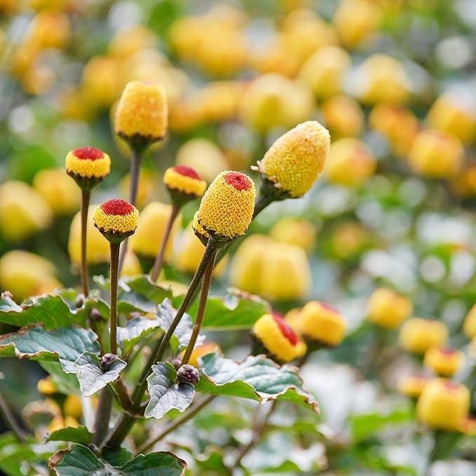 Outsidepride Toothache Plant Seeds - 5000 Pcs. Perennial, Easy to Grow & Pollinator Friendly, Herb Seeds for Planting Ornamental, Pompom-Shaped Yellow Blooms for Culinary Creations & Herb Gardens
