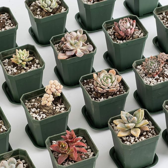 foxany 3" Plants Nursery Pot, 30 Pcs Thick Plastic Square Planting Pots, Plant Seedling Pots, Seed Starting Pots with 30 Saucers - Black-Green