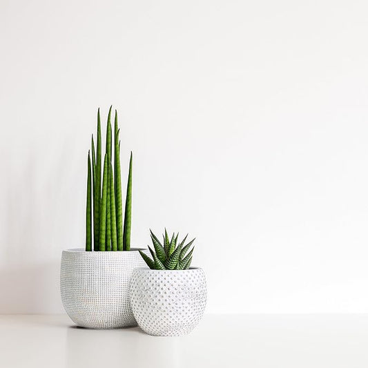 Olly & Rose Ceramic Cream Gold Plant Pot Set 2-6.8" and 5.5" Indoor Planters Cement Outdoor Flower Pots