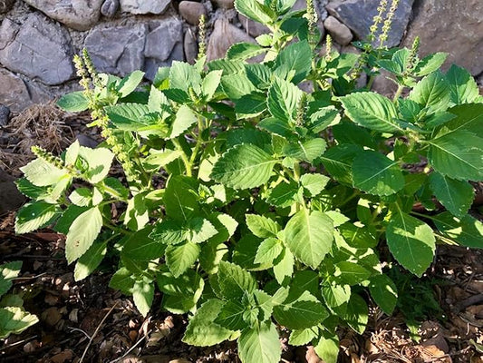 Plant Good Seed Organic Kapoor Holy Basil Seeds - Pack of 200 Heirloom Seeds for Planting Herbs, Tulsi - Gardening Supplies, Vegetables, Flower, Herb, Garden Seeds - Non-GMO, from USA