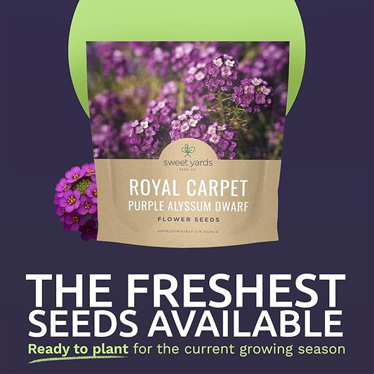 Alyssum Dwarf Purple – Royal Carpet – Large 1/4 Ounce Seed Packet – 17,000 Flower Seeds for Planting – Lobularia maritima