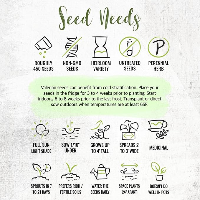 Seed Needs Valerian Seeds for Planting Stink Root Plants - Non-GMO Heirloom & Untreated Perennial Medicinal Herb Seed to Plant a Home Grown Outdoor Garden (1 Pack)
