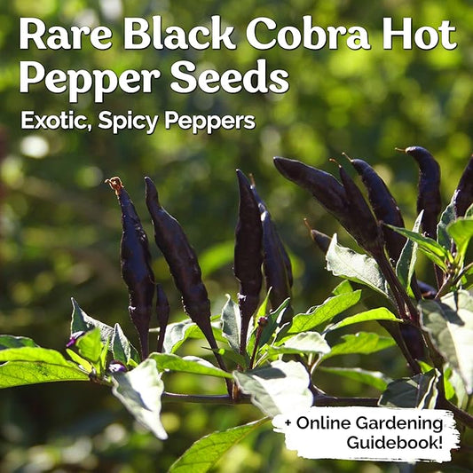 KVITER 30 Black Cobra Chilli Hot Pepper Seeds (Capsicum Annuum) – Goats Weed Pepper Heirloom Seeds, Organic Pepper Garden Seeds – Perfect Vegetable Seeds for Planting Outdoors & Indoor Garden