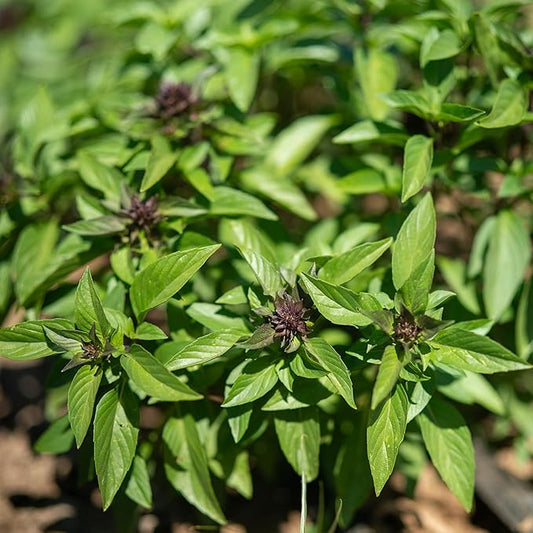 Plant Good Seed Organic Siam Queen Thai Basil Seeds for Planting: Culinary Herb, Green Purple Leaves - 250 Seed Packet