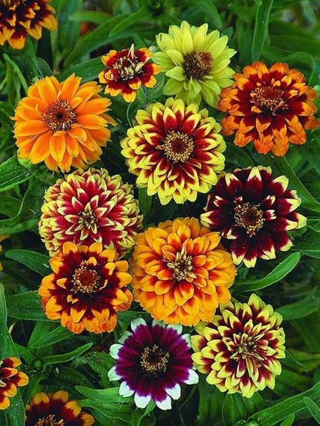 1500 Persian Carpet Mix Zinnia Seeds for Planting Mexican Zinnia 3+ gram of Seeds Non GMO Heirloom USA Harvested pollinator bee Butterfly