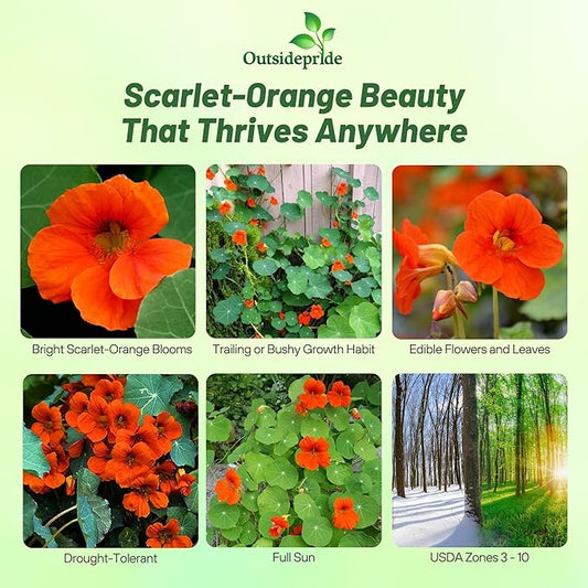 Outsidepride Orange Spitfire Nasturtium Seeds - 200 Pcs Annual, Easy to Grow & Versatile, Flower Seeds for Planting Vibrant Orange-Scarlet Blooms, Ideal for Gardens, Borders, and Pollinator Gardens