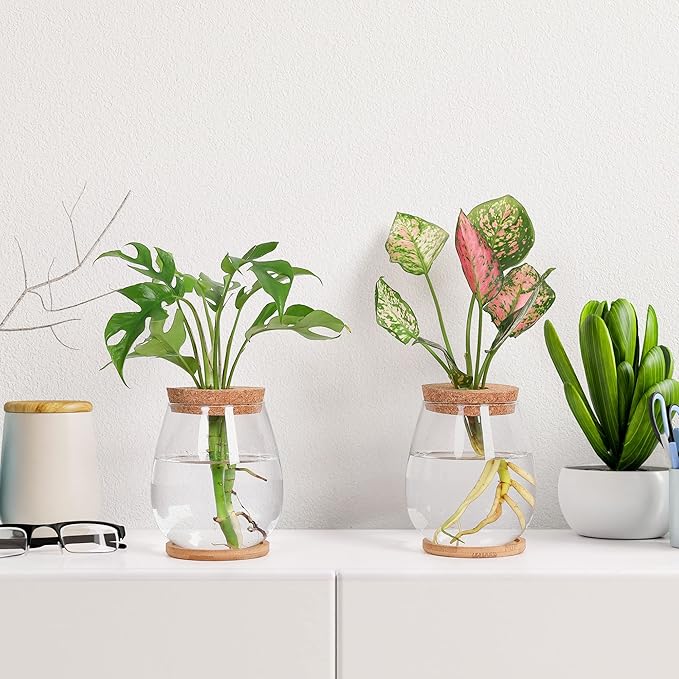 2 Pcs Propagation Vases, Tabletop Plant Terrarium for Propagating Hydroponic, Glass Terrarium Vase Jars, Home Kitchen Decorations and Gifts for Plant Lovers