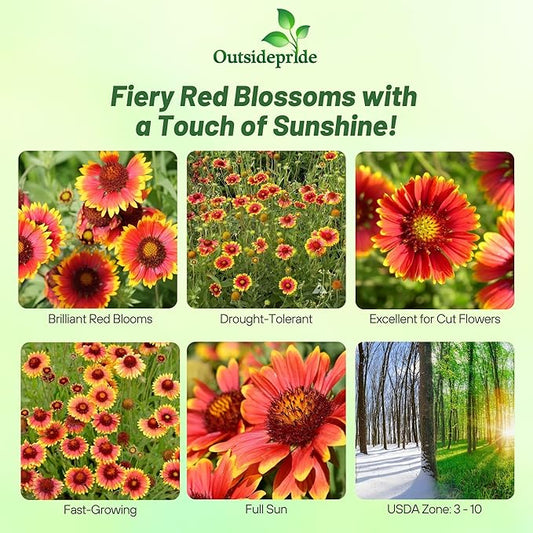 Outsidepride Gaillardia Aristata Red Blanket Flower Seeds for Planting - 1/4 lb Perennial Wildflower Seeds, Drought-Tolerant for Xeriscaping, Borders, Pollinator Gardens, or Wildflower Mixes