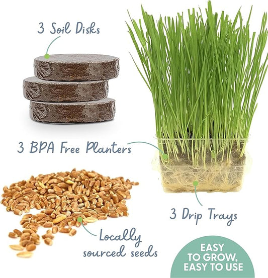 The Cat Ladies Cat Grass for Indoor Cats - Growing Kit - Organic Cat Grass Seeds, Soil and BPA Free Containers (Non GMO) - Locally Sourced Seeds! (3 Pack)