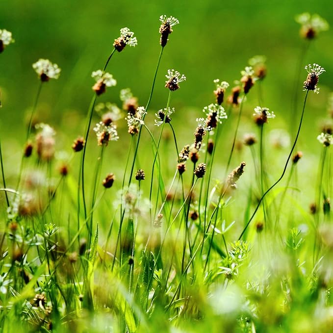 Outsidepride English Plantain Seeds for Planting - 5,000 Pcs Perennial, Easy-to-Grow Herb Seeds for Culinary, Farm & Household Uses, Low-Growing Foliage for Tropical & Subtropical Climates