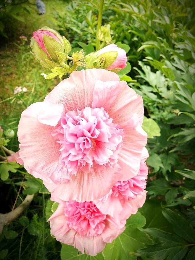 Seeds Hollyhock Double Powder-Pink 40 Seeds for Planting Biennial Flower Alcea Rosea Rose Mallow