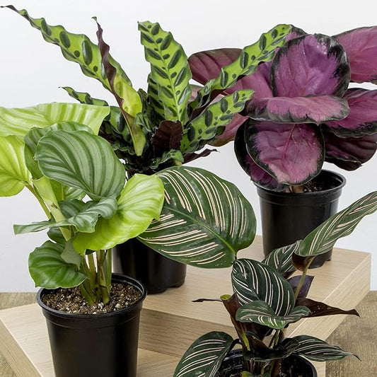 Live Calathea Houseplant (4 Pack), Pet Safe Plants for Cats & Dogs, Makoyana, Rattlesnake, Roseopicta, Air Purifying Indoor Plant Mix, Freddie, Orbifolia, Prayer Plants, Real Calatheas, 4.25 in. Pots