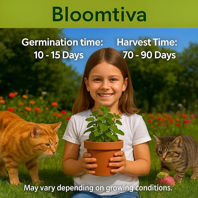 Catnip Seeds for Planting Indoors and Ourdoors - 𝗡𝗢𝗡-𝗚𝗠𝗢 Cat Nip Seeds (Bulk Pack) Heirloom Herb - Made in 𝗨𝗦𝗔 - High Germination Rate - Plants for Cats and Humans (Nepeta Cataria)