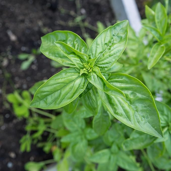 Plant Good Seed Organic Culinary Basil Seeds for Planting: Heirloom Variety Pack, Amethyst, Genovese, Italian Large Leaf, Mrihani, Prospera F1, Thai - 6 Packet Collection