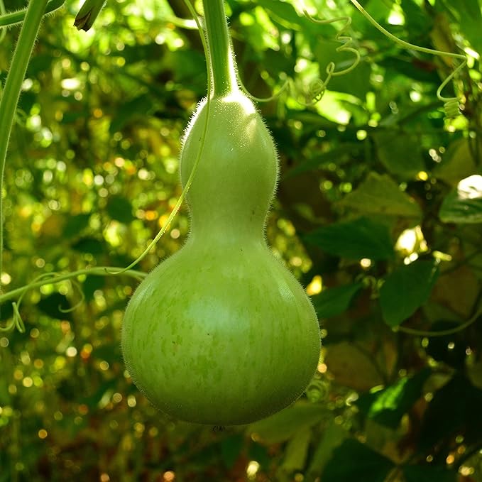 Birdhouse Gourd - 25 Seeds - Heirloom Bottle Gourd Variety, Non-GMO Gourd Seeds for Planting Outdoors in The Home Garden, Thresh Seed Company