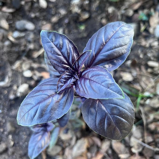Plant Good Seed Amethyst Basil Seeds for Planting: Culinary Herb, Purple Leaves - 150 Seed Packet