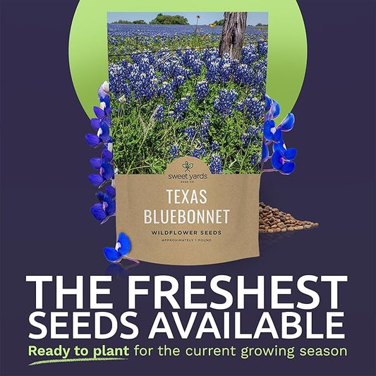 Bulk Texas Bluebonnet Wildflower Seeds - 1 Pound Bag - Over 16,000 Native Seeds - Texas State Flower!