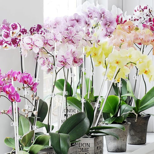 Mwellewm Plant Stakes 30 Pcs 17 Inch & 11 Inch Plant Support Stakes For Indoor Outdoor Tall Acrylic Clear Garden Orchid Sticks with 30 Small Clips Single Stem Potted Tomato Flower Amaryllis Vegetables