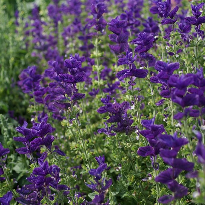 Outsidepride Blue Monday Salvia Seeds - 1,000 Pcs Annual, Compact, Heavy Blooming & Drought-Tolerant Sage Seeds for Planting Fragrant Blue Blooms for Butterfly & Hummingbird Gardens & Landscaping