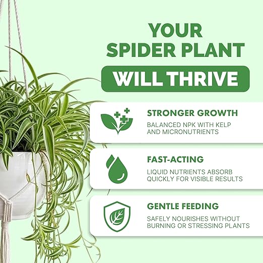 Spider Plant Fertilizer for Spider Plants, Great for Curly, Striped, and Solid Green Varieties, Liquid Fertilizer by TPS Plant Foods, 8oz (250ml)