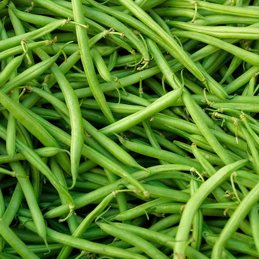 Park Seed Organic Derby Bush Green Bean Seeds – AAS Winner, High Yield 18-Inch Plants, Straight 7-Inch Pods, Disease Resistant, Easy to Harvest and Preserve for Home Gardens – Pack of 100 Seeds