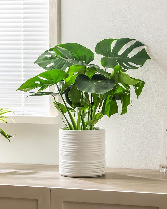 Ceramic Pots for Plants, 10+8+6 Inch White Planter with Drainage, Modern Striped Indoor/Outdoor Flower Pots for Succulents, Herbs, Home Office & Patio - Includes Mesh Pads & Saucer, Set of 3 