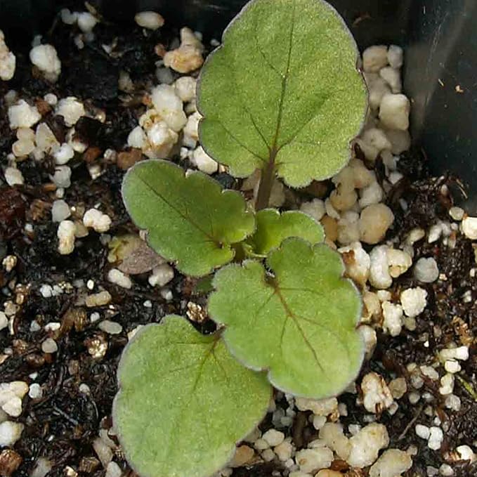 Seed Needs Viola Seeds for Planting King Henry Violas - Heirloom & Open Pollinated Annual Flower Seed to Plant an Outdoor Butterfly Wildflower Garden (1 Pack)